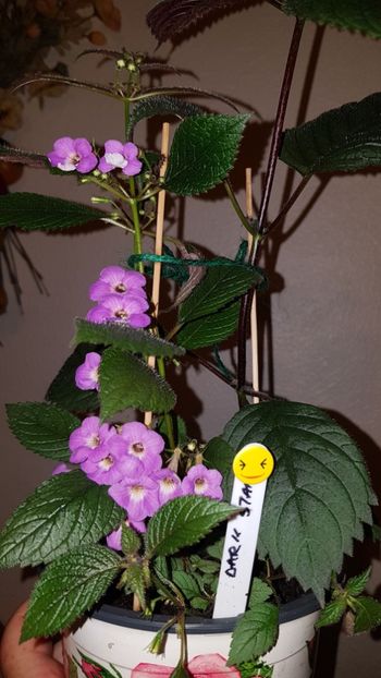 IMG-20190827-WA0042 - 0 Achimenes 2019