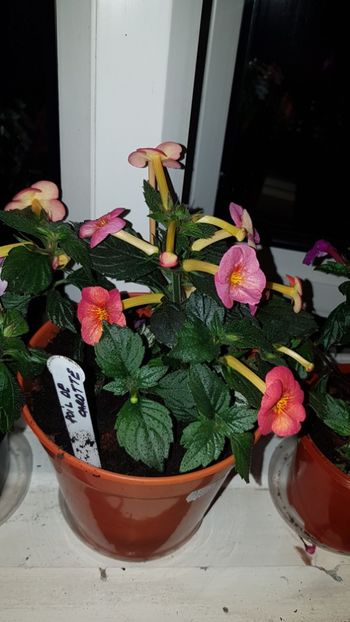 IMG-20190828-WA0049 - 0 Achimenes 2019