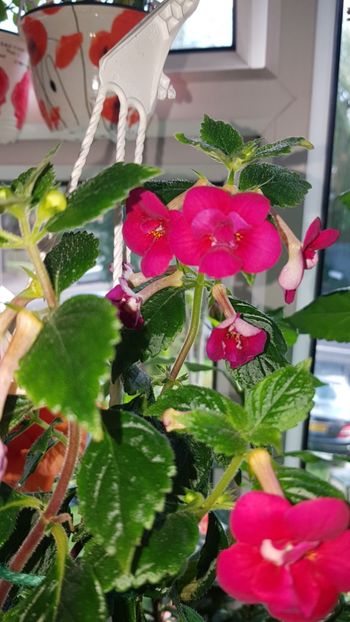 IMG-20190917-WA0020 - 0 Achimenes 2019