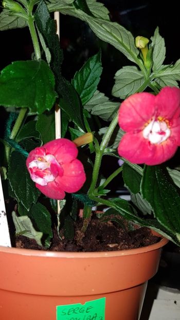 IMG-20190828-WA0057 - 0 Achimenes 2019