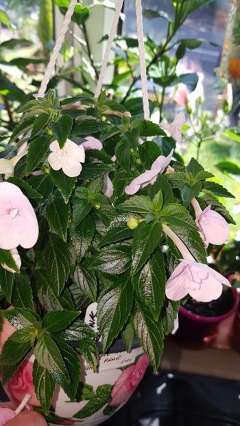 IMG-20190917-WA0024 - 0 Achimenes 2019