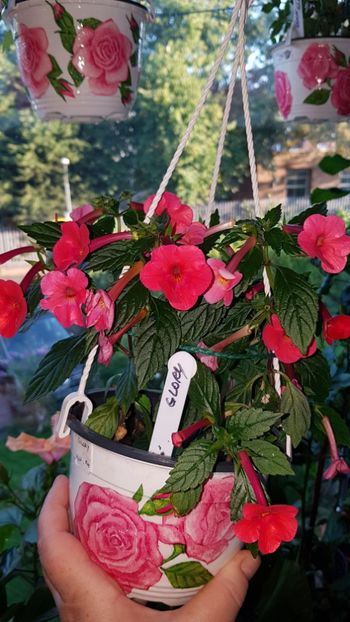IMG-20190907-WA0042 - 0 Achimenes 2019