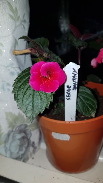 IMG-20190828-WA0065 - 0 Achimenes 2019