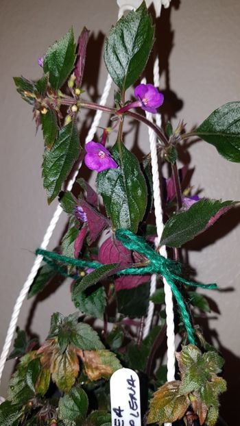 IMG-20190827-WA0049 - 0 Achimenes 2019