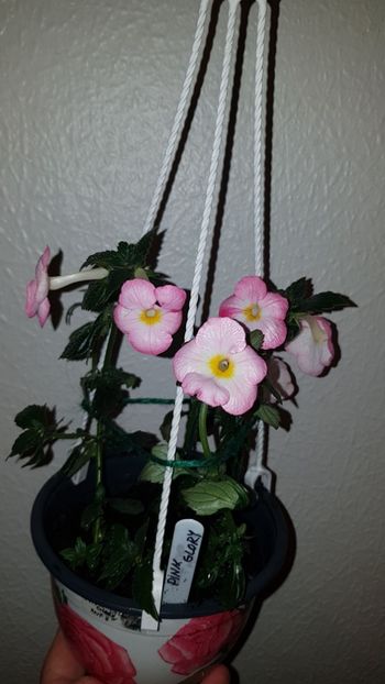 IMG-20190827-WA0067 - 0 Achimenes 2019