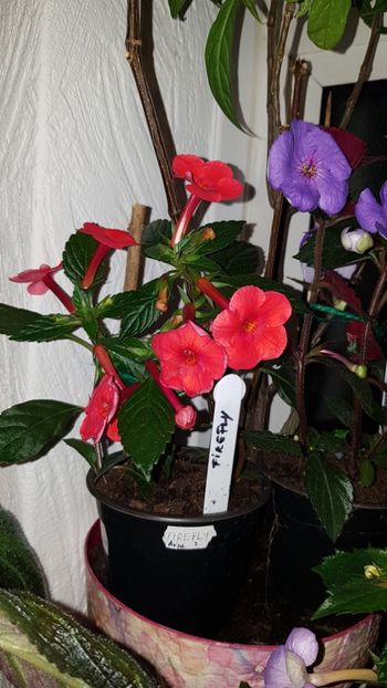 IMG-20190828-WA0076 - 0 Achimenes 2019