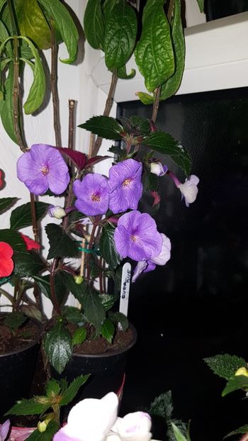 IMG-20190828-WA0078 - 0 Achimenes 2019