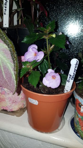 IMG-20190828-WA0081 - 0 Achimenes 2019