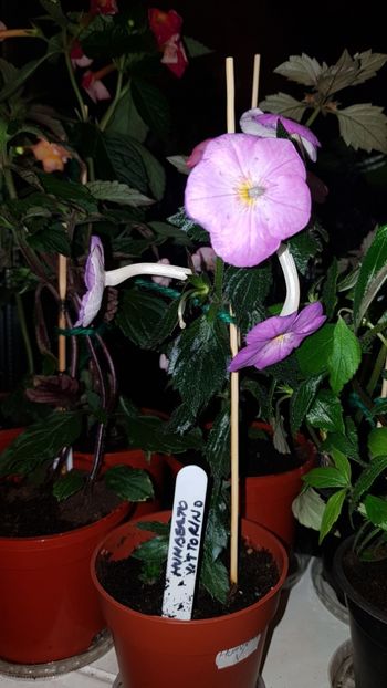 IMG-20190828-WA0090 - - Achimenes 2019