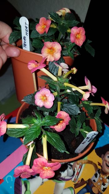 IMG-20190828-WA0167 - 0 Achimenes 2019