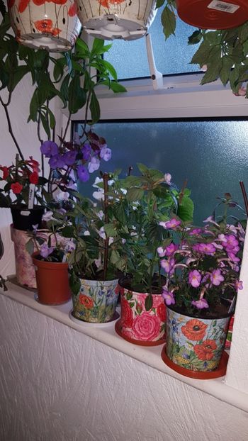 IMG-20190905-WA0136 - - Achimenes 2019