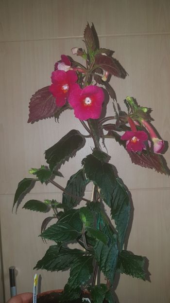 IMG-20190930-WA0019 - 0 Achimenes 2019
