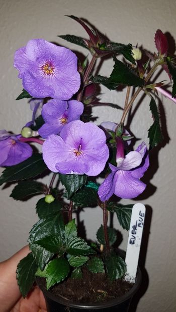 IMG-20190827-WA0019 - 0 Achimenes 2019