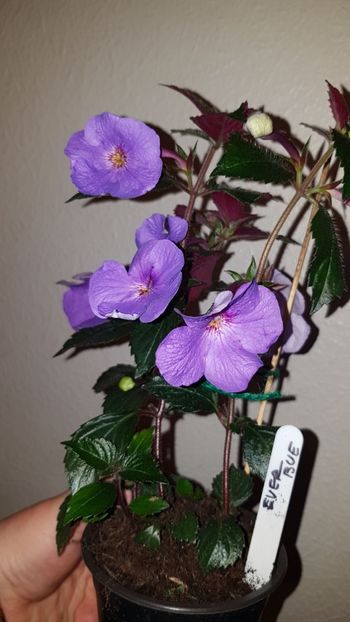 IMG-20190827-WA0021 - 0 Achimenes 2019