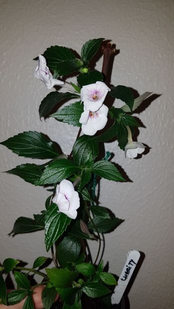 IMG-20190827-WA0023 - 0 Achimenes 2019