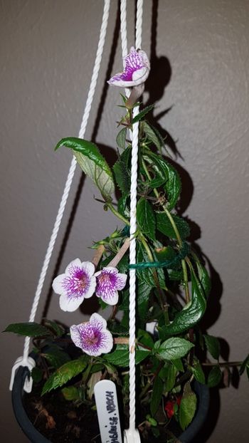 IMG-20190828-WA0031 - 0 Achimenes 2019