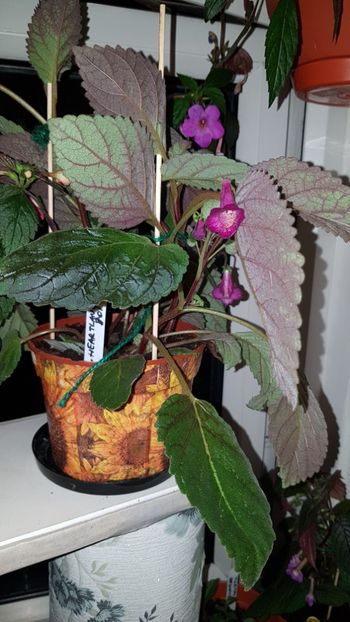 IMG-20190828-WA0039 - 0 Achimenes 2019