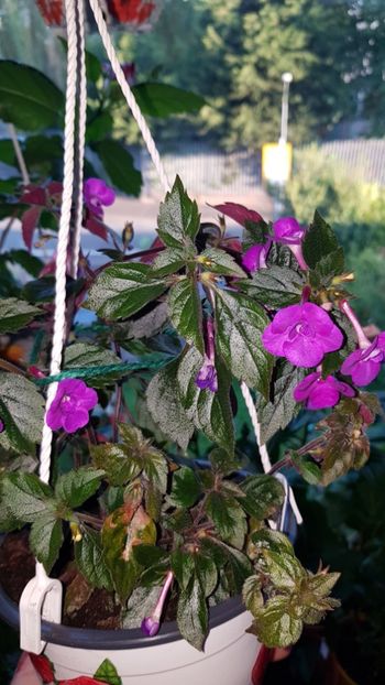 IMG-20190907-WA0025 - 0 Achimenes 2019