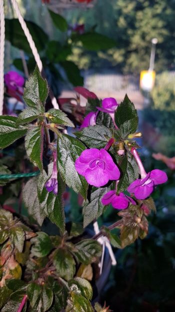 IMG-20190907-WA0027 - 0 Achimenes 2019