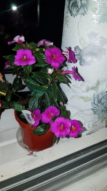 IMG-20190828-WA0047 - 0 Achimenes 2019