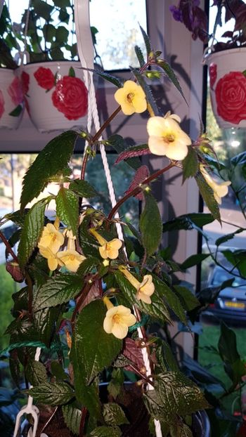 IMG-20190907-WA0029 - 0 Achimenes 2019