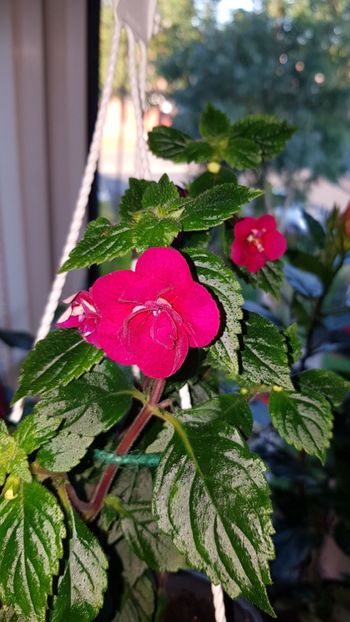 IMG-20190907-WA0032 - 0 Achimenes 2019