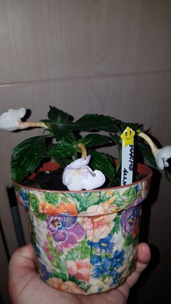 IMG-20190927-WA0012 - 0 Achimenes 2019