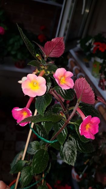 IMG-20190828-WA0146 - 0 Achimenes 2019