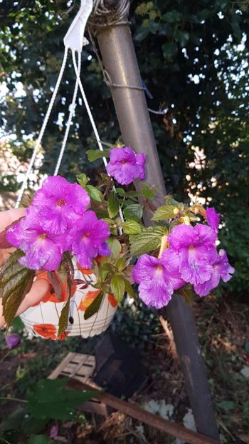 IMG-20190920-WA0015 - 0 Achimenes 2019
