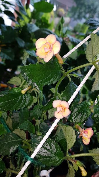 IMG-20190927-WA0032 - 0 Achimenes 2019