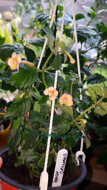 IMG-20190927-WA0030 - 0 Achimenes 2019