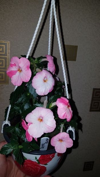 IMG-20190919-WA0005 - 0 Achimenes 2019