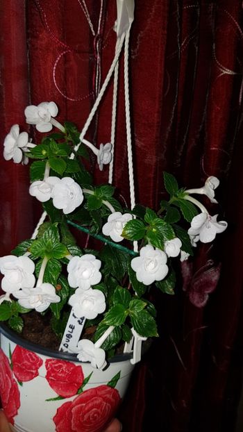 IMG-20190927-WA0034 - 0 Achimenes 2019