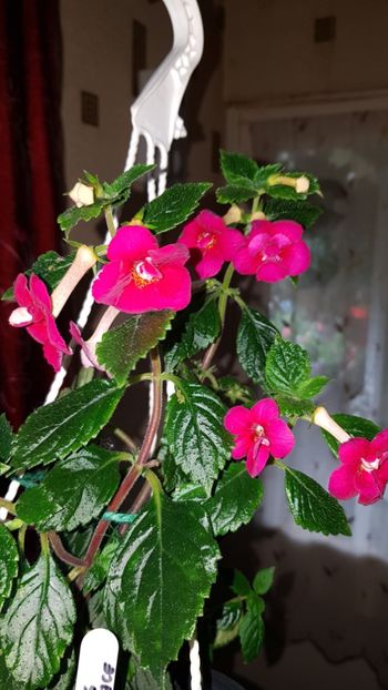 IMG-20190927-WA0043 - 0 Achimenes 2019