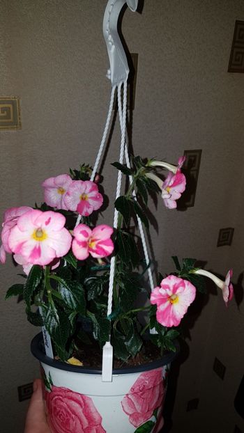 IMG-20190927-WA0049 - 0 Achimenes 2019