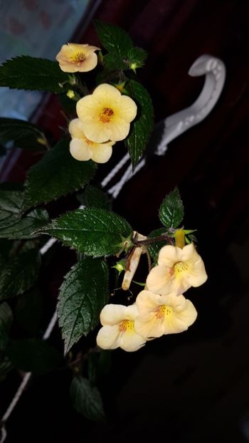 IMG-20190927-WA0047 - 0 Achimenes 2019