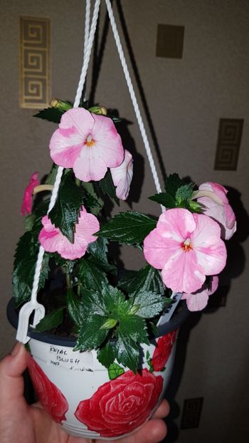 IMG-20190927-WA0051 - 0 Achimenes 2019