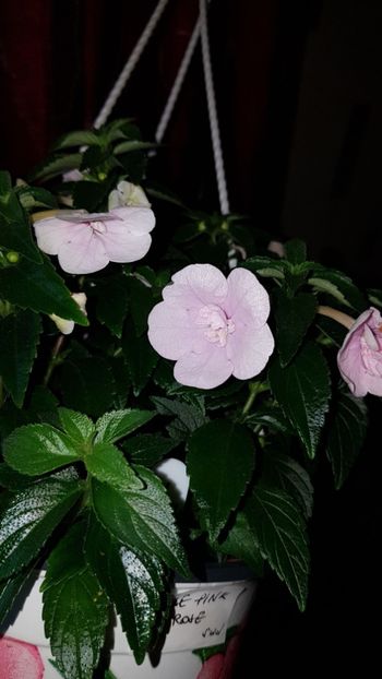 IMG-20190927-WA0057 - 0 Achimenes 2019