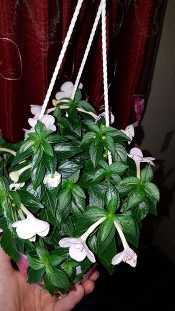 IMG-20190927-WA0055 - 0 Achimenes 2019
