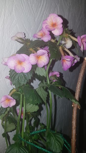 IMG-20190930-WA0003 - 0 Achimenes 2019