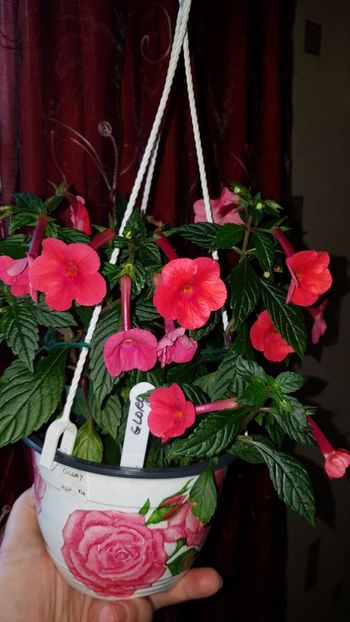 IMG-20190927-WA0059 - 0 Achimenes 2019
