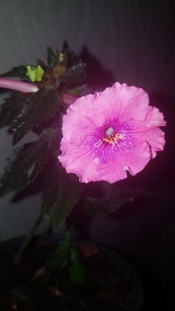 IMG-20190930-WA0007 - 0 Achimenes 2019