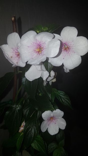 IMG-20190930-WA0014 - 0 Achimenes 2019