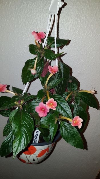 IMG-20190828-WA0005 - 0 Achimenes 2019