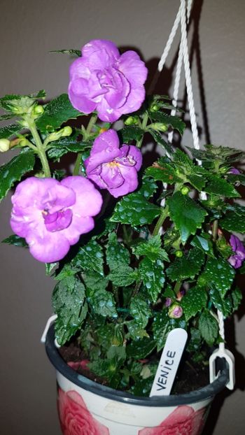 IMG-20190828-WA0007 - 0 Achimenes 2019