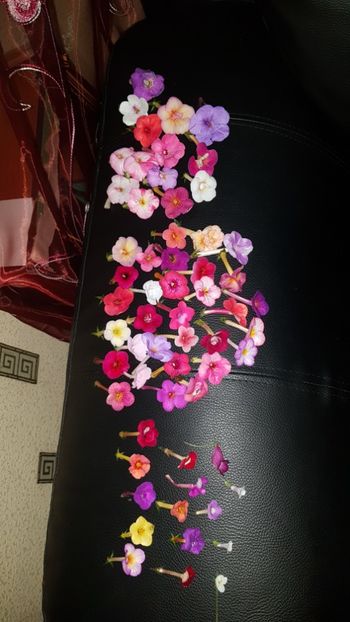 IMG-20190919-WA0013 - 0 Achimenes 2019