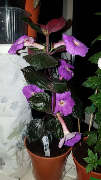 IMG-20190828-WA0111 - 0 Achimenes 2019
