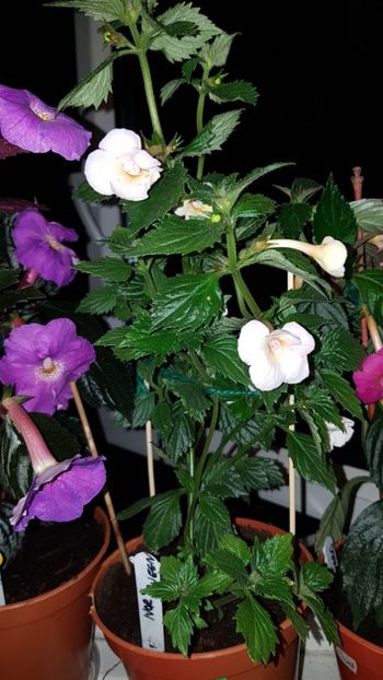 IMG-20190828-WA0113 - 0 Achimenes 2019