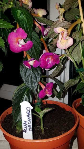 IMG-20190828-WA0115 - 0 Achimenes 2019