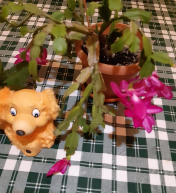  - Schlumbergera 2014-2020